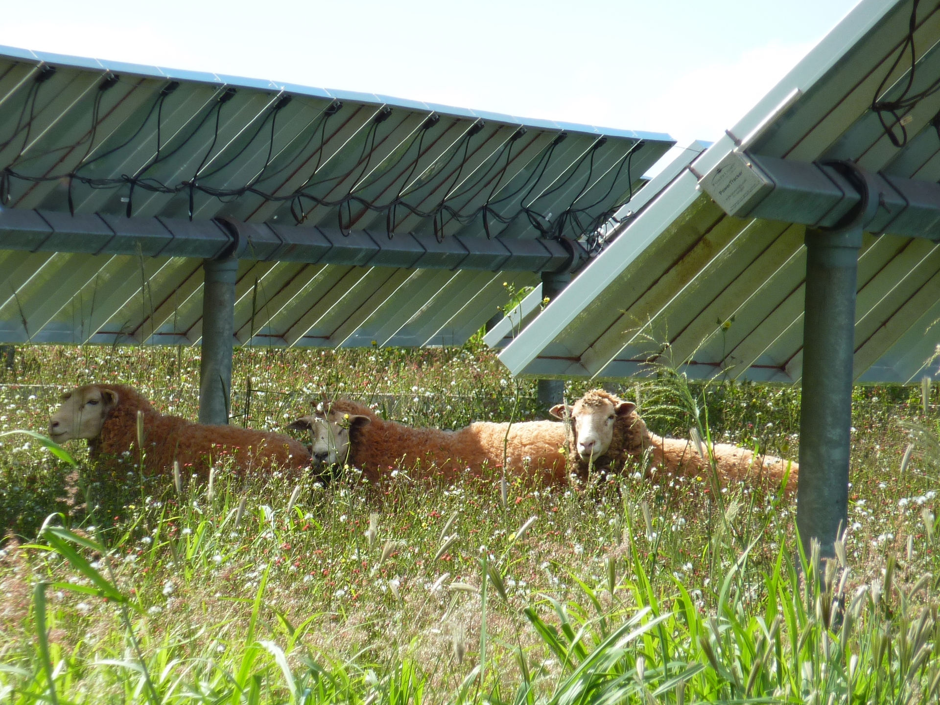Agrivoltaics: Growing Food and Clean Energy at the Same Time